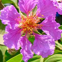 Banaba Leaf Extract ingredient