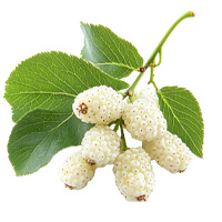 White Mulberry Leaf Extract ingredient